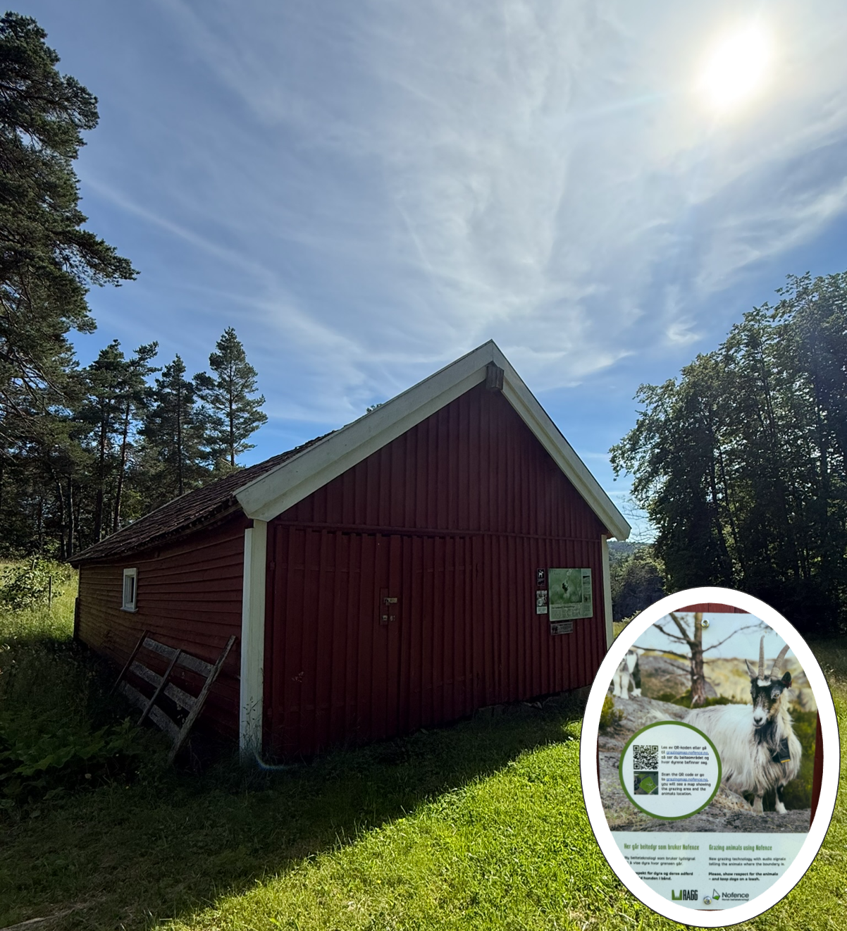 Geiter på Furøya